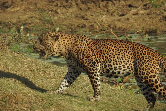 Full day Safari - Yala National Park - 04.30 am to 06.00 pm with - Janaka safari - Food and Cultural Touches