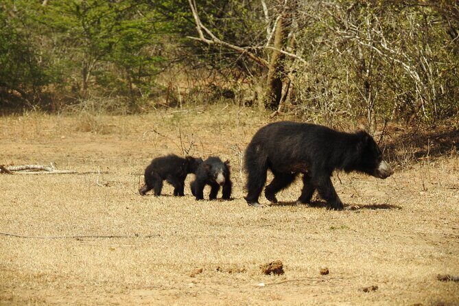 Full day Safari - Yala National Park - 04.30 am to 06.00 pm with - Janaka safari - Pros and Cons