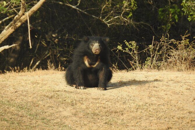 Full day Safari - Yala National Park - 04.30 am to 06.00 pm with - Janaka safari - Who Would Love This Experience?