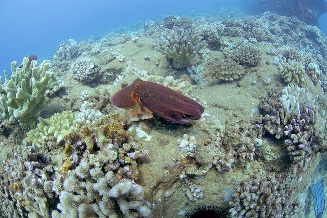 Full Day Scuba Dive Off The Na Pali Coast, Kauai-Mana Crack - How Does the Price Stack Up?