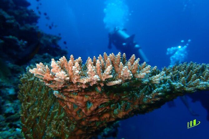 Full-Day Scuba Diving Experience of USAT Liberty in Tulamben - Authentic Experiences & Reviews