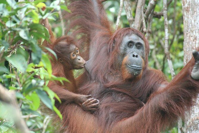 Full-Day Sepilok Orangutan and Proboscis Monkey from Sandakan or Kota Kinabalu - Key Points