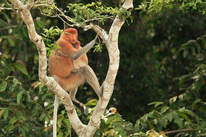 Full-Day Sepilok Orangutan and Proboscis Monkey from Sandakan or Kota Kinabalu - Frequently Asked Questions