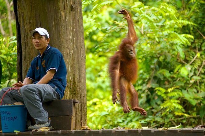 Full-Day Sepilok Orangutan and Proboscis Monkey from Sandakan or Kota Kinabalu - Final Thoughts