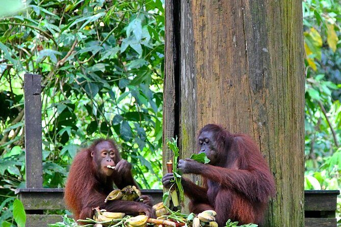 Full-Day Sepilok Orangutan and Proboscis Monkey from Sandakan or Kota Kinabalu - References