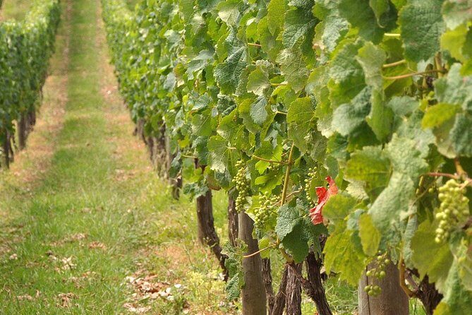 Full Day Small Group Pompeii Tour from Sorrento with Local Wine Tasting - A Detailed Look at the Pompeii and Wine Tour