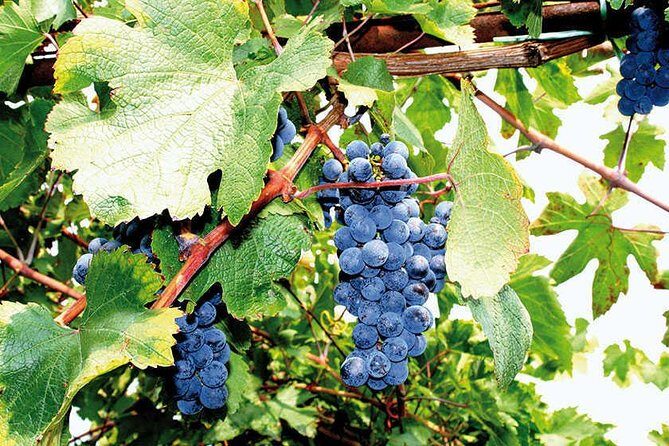 Full Day Small Group Pompeii Tour from Sorrento with Local Wine Tasting - FAQ