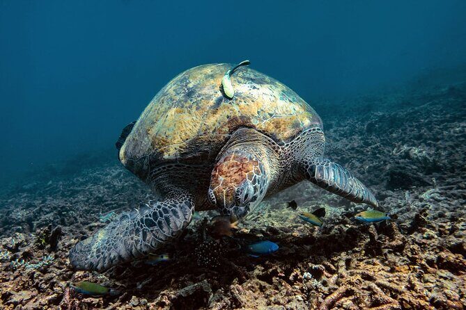 Full Day Snorkeling in Perhentian Island - An In-Depth Look at the Tour Experience