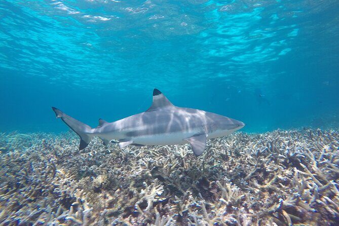 Full Day Snorkeling in Perhentian Island - Final Thoughts: Is It Worth It?