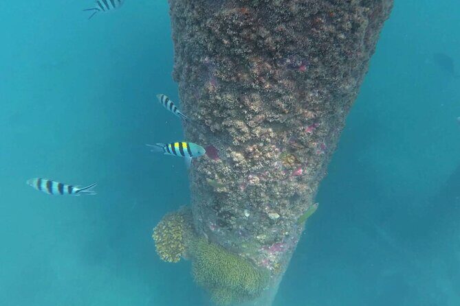 Full Day Snorkeling in Perhentian Island - FAQs
