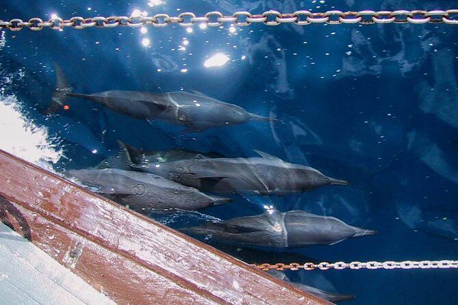 Full Day Snorkelling Cruise in Tranquility Island Resort - An Overview of the Tour Experience