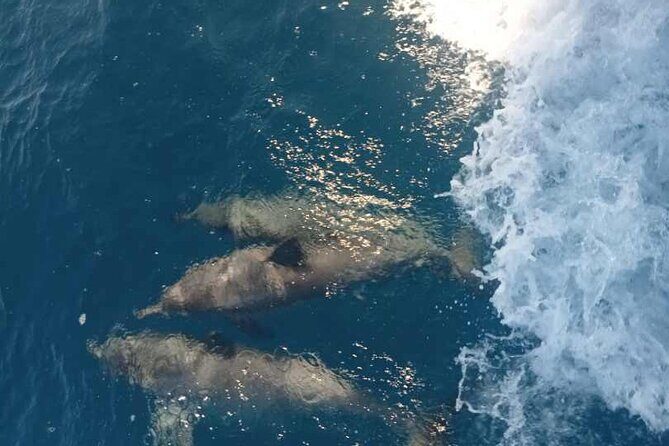 Full Day Snorkelling Cruise in Tranquility Island Resort - Reviews and Authentic Insights