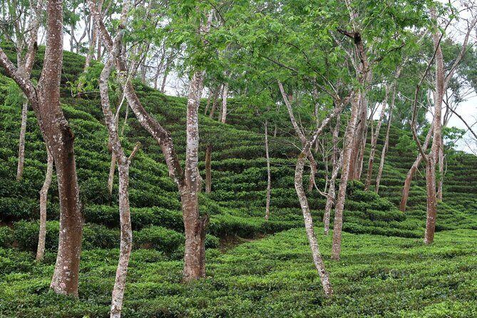 Full Day Sreemangal Tea Garden & National Park Hiking Tour - FAQ