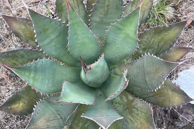 Full Day Teotitlan Del Valle Village Private Tour - Who Will Love This Tour?