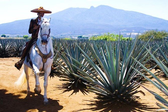 Full-Day Tequila, Jalisco from Puerto Vallarta with Tequila Experience - The Sum Up: Is This Tour Right for You?
