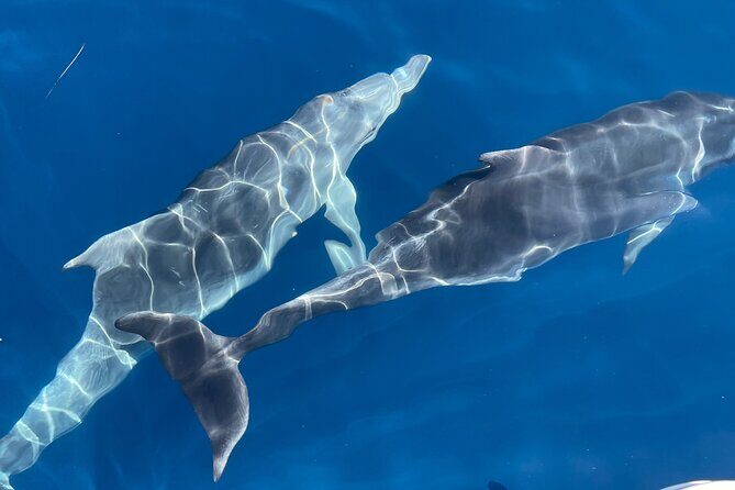 Full Day Tour Elafiti Island With Speedboat - FAQs