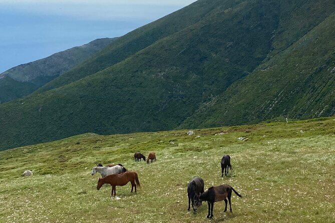 Full Day Tour from Albanian Riviera/Borsh to Dhermi and Llogara - The Sum Up