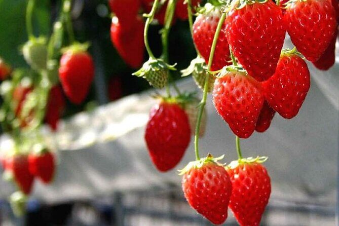 Full Day Tour in Mount Fuji and Oishi Park with Fruit Picking - Exploring the Itinerary and What to Expect