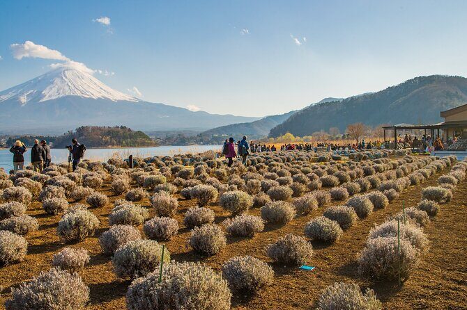 Full Day Tour in Mount Fuji and Oishi Park with Fruit Picking - FAQ