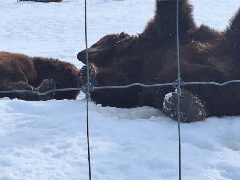 Full-day Tour in Turnagain - What Past Travelers Say