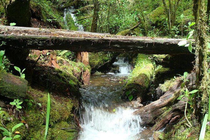 Full-Day Tour Llano Grande Waterfalls and Coffee Plantation in Huatulco! - An In-Depth Look at the Llano Grande Waterfalls and Coffee Tour