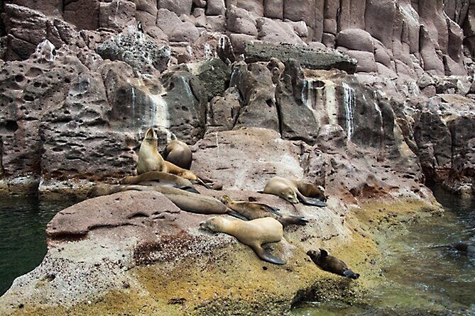 Full-Day Tour Nature Experience at Isla Espiritu Santo! Sea Lions - FAQs