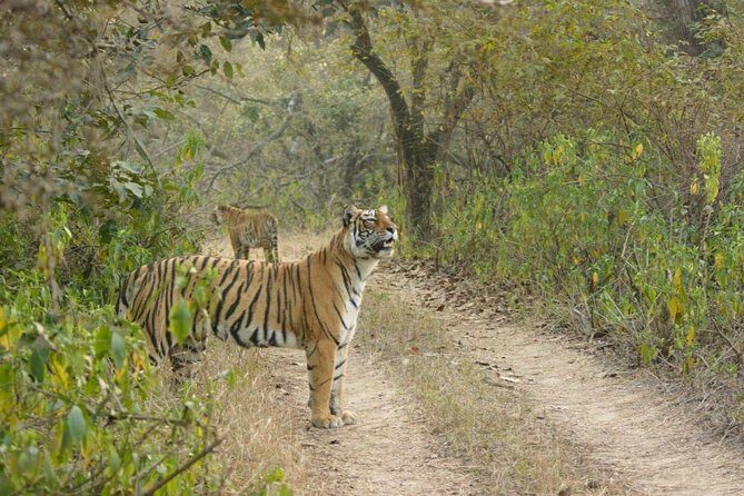 Full-Day Tour of Ranthambore from Jaipur - Full-Day Tour of Ranthambore from Jaipur: An Authentic Safari Experience