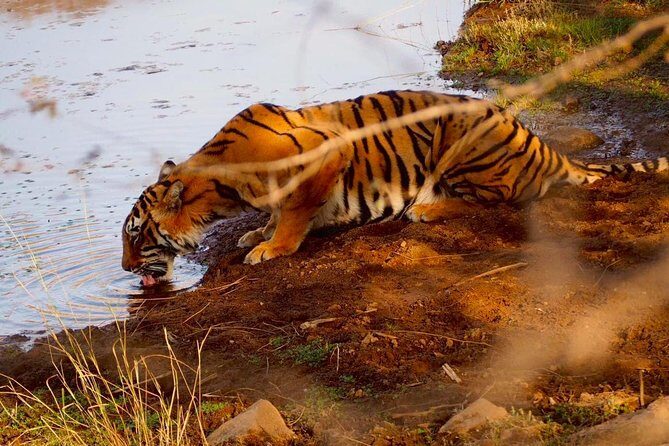 Full-Day Tour of Ranthambore from Jaipur - Key Points
