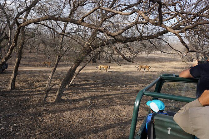 Full-Day Tour of Ranthambore from Jaipur - FAQ