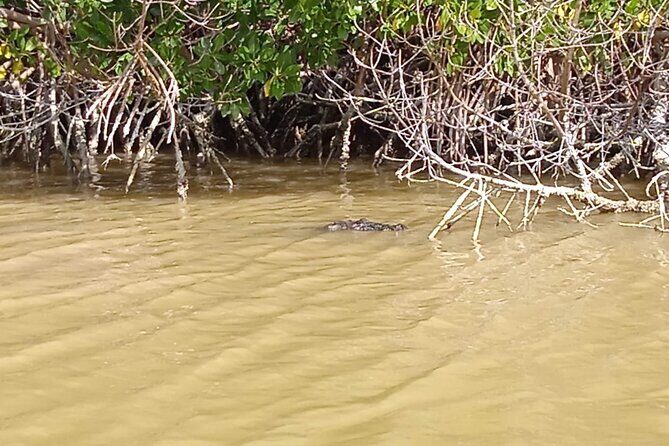 Full Day Tour Río Lagartos with Pickup from Mérida 7 AM - Practical Tips for Participants