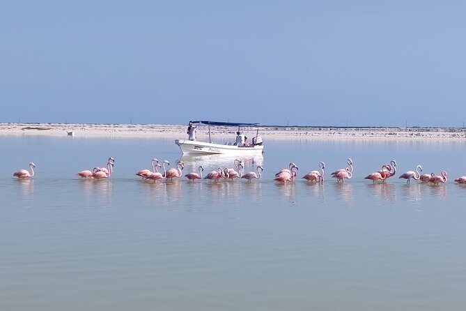Full Day Tour Río Lagartos with Pickup from Mérida 7 AM - FAQs