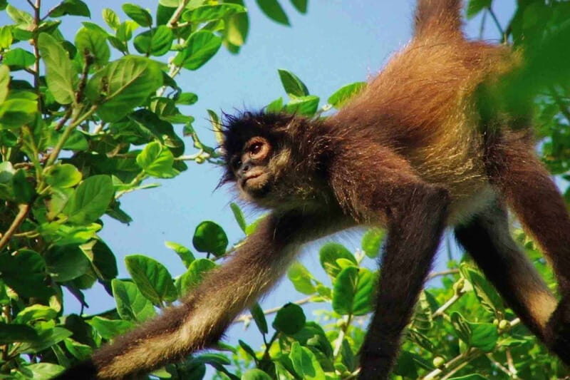 Full Day Tour to Cobá Ruins, Punta Laguna & Cenote - Exploring the Ancient City of Cobá