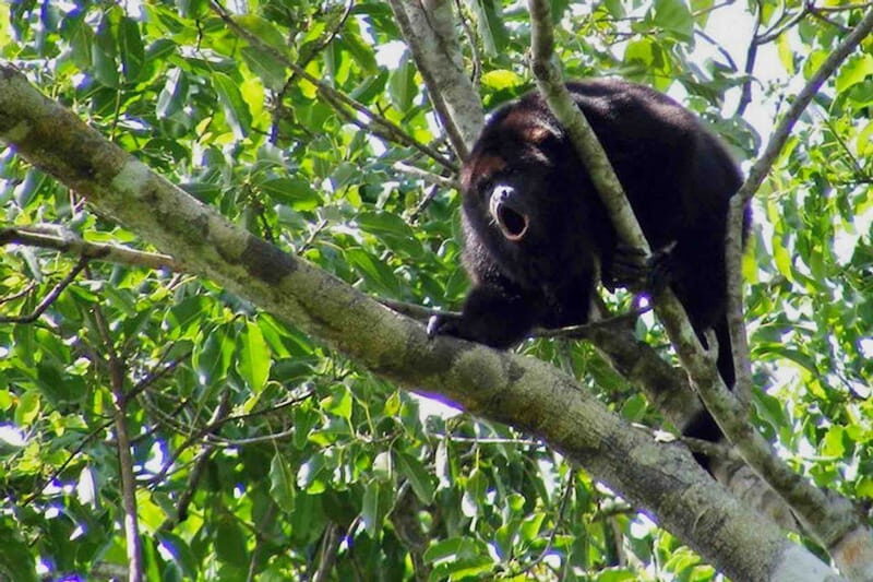 Full Day Tour to Cobá Ruins, Punta Laguna & Cenote - Refreshing in a Cenote