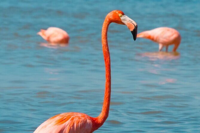 Full Day Tour to Coloradas & Rio Lagartos - A Full Breakdown of the Experience