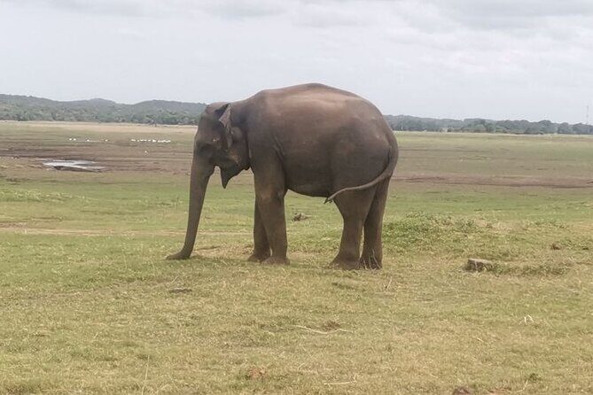 Full day tour to Dambulla, Sigiriya, Elephant Safari from Colombo - Transportation and Group Size
