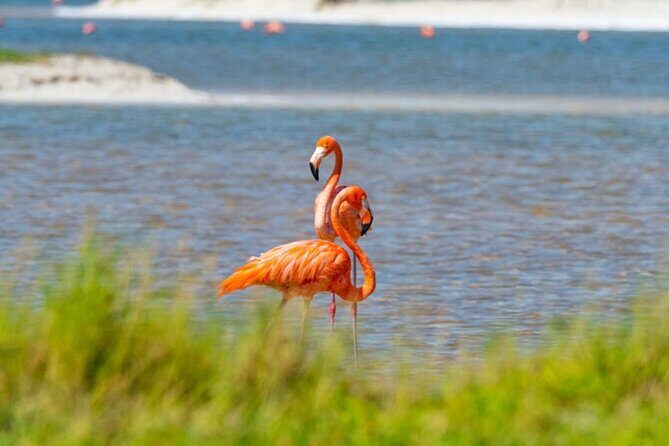 Full day tour to Rio Lagartos and Las Coloradas from Riviera Maya - The Sum Up: Who Should Consider This Tour?