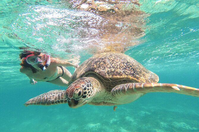 Full Day Tour to Tulum Cenote and Swim with Turtles in Akumal - Introduction