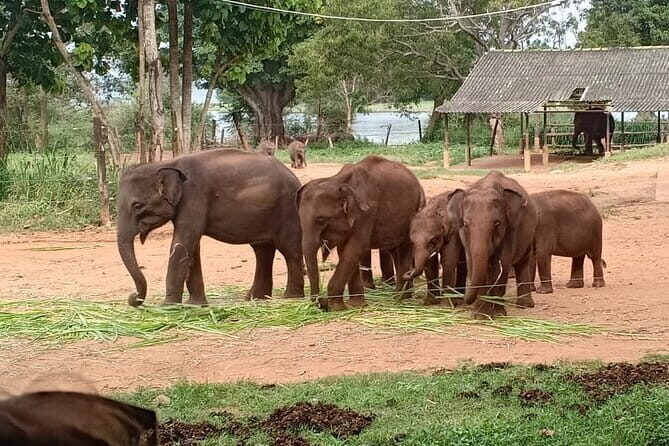 Full Day Tour to Udawalawe Safari and Ella - Key Points