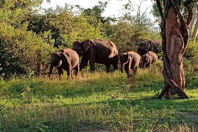 Full Day Tour to Udawalawe Safari and Ella - An In-Depth Look at the Tour Experience