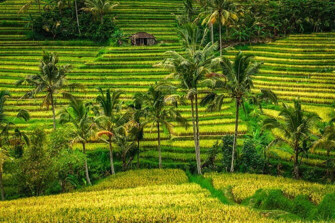 Full Day Tour to Water Temples UNESCO Rice Terraces in Bali - Who Is This Tour Best Suited For?
