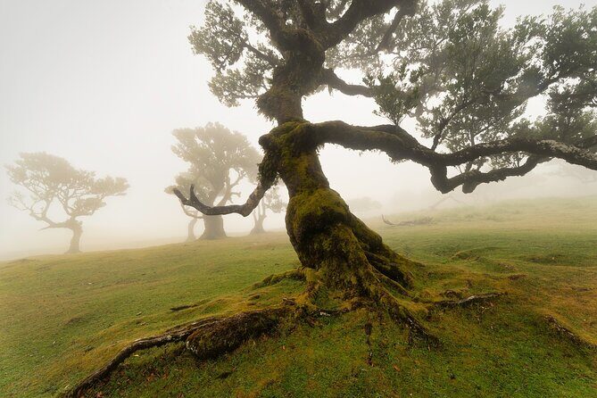 Full Day Tour to West Madeira Island - Who Is This Tour Best For?