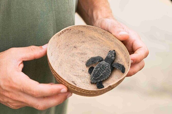 Full Day Tour Turtle Release and Bioluminescence - An In-Depth Review of the Full Day Tour Turtle Release and Bioluminescence