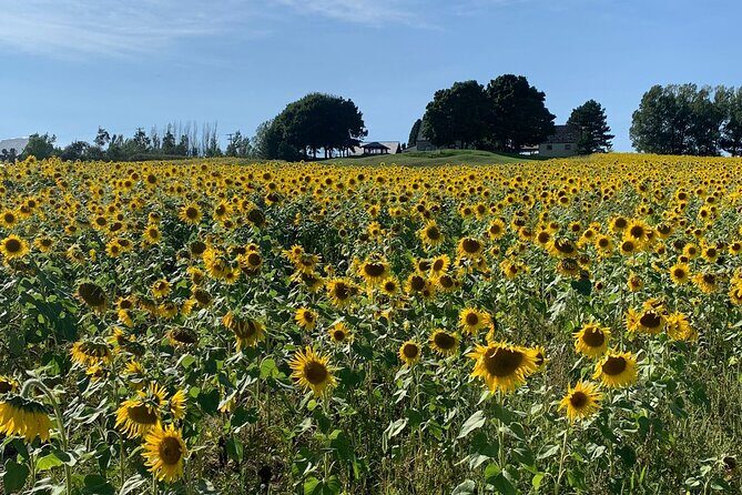 Full day Tour with Private Driver in Quebec - Summary: Is This Tour Right for You?