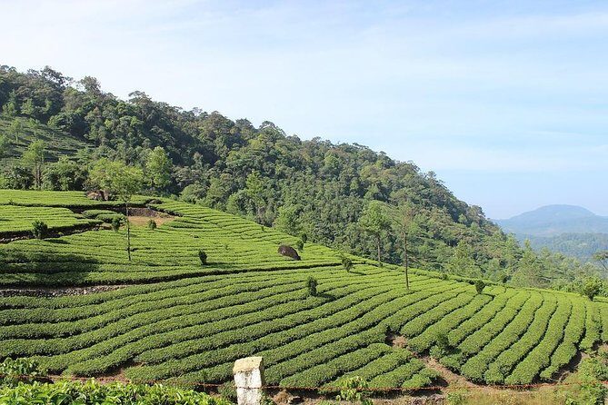 Full Day Trekking Tour In Munnar - Experience Overview and Expectations