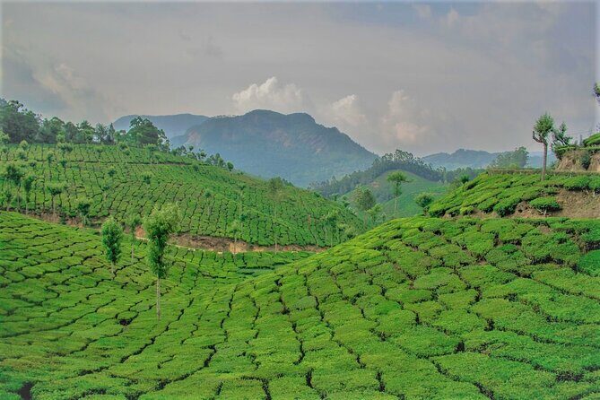 Full Day Trekking Tour In Munnar - Final Thoughts: Is This Tour Worth It?