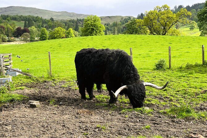 Full-Day Trip: Loch Ness, Glencoe & The Highlands from Edinburgh - FAQ