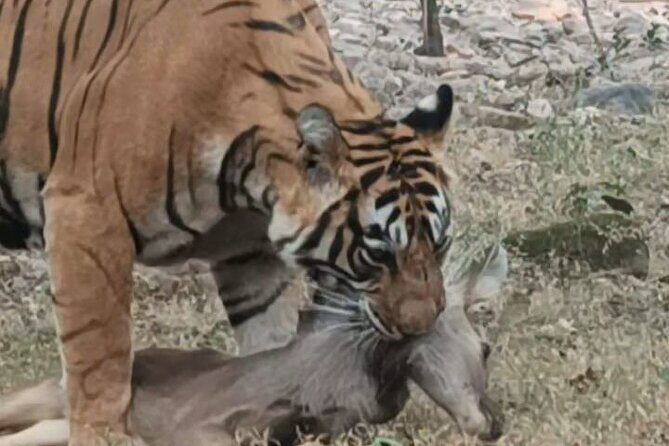 Full-Day Trip to Ranthambore National Park from Jaipur - An In-Depth Look at the Full-Day Ranthambore Experience