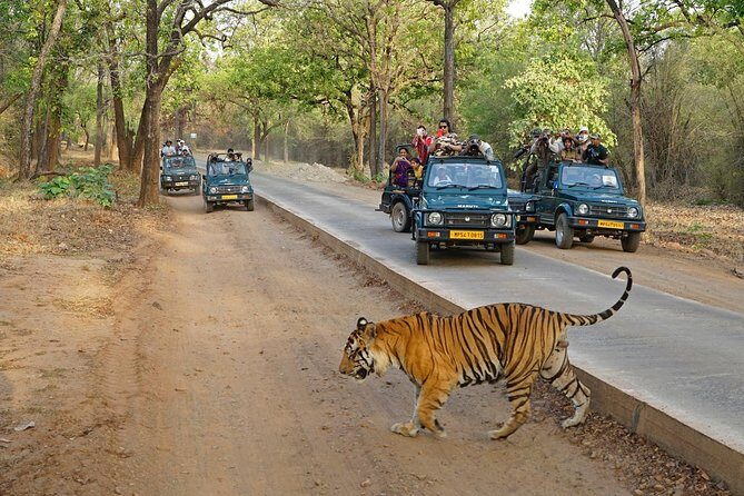 Full Day trip to Ranthambore tiger reserve from Jaipur - An In-Depth Look at the Ranthambore Day Trip