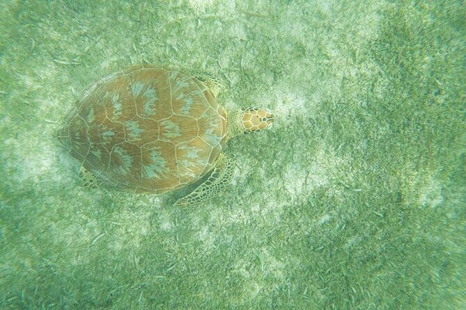 Full Day Tulum Ruins Tour with Cenote and Snorkeling Sea Turtles - Who Will Love This Tour?