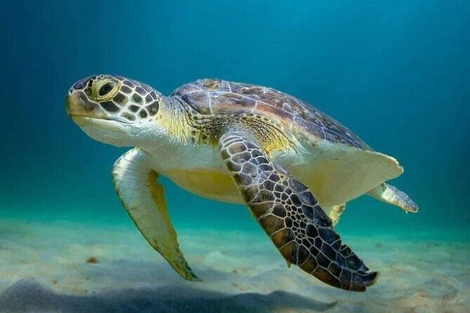 Full day Tulum & Snorkelling with sea turtles, cenote and lunch - The Sum Up